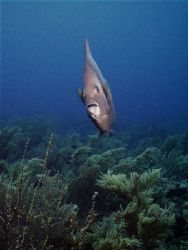 "I will Follow" He was persistant. The image was taken wi... by Steven Anderson 